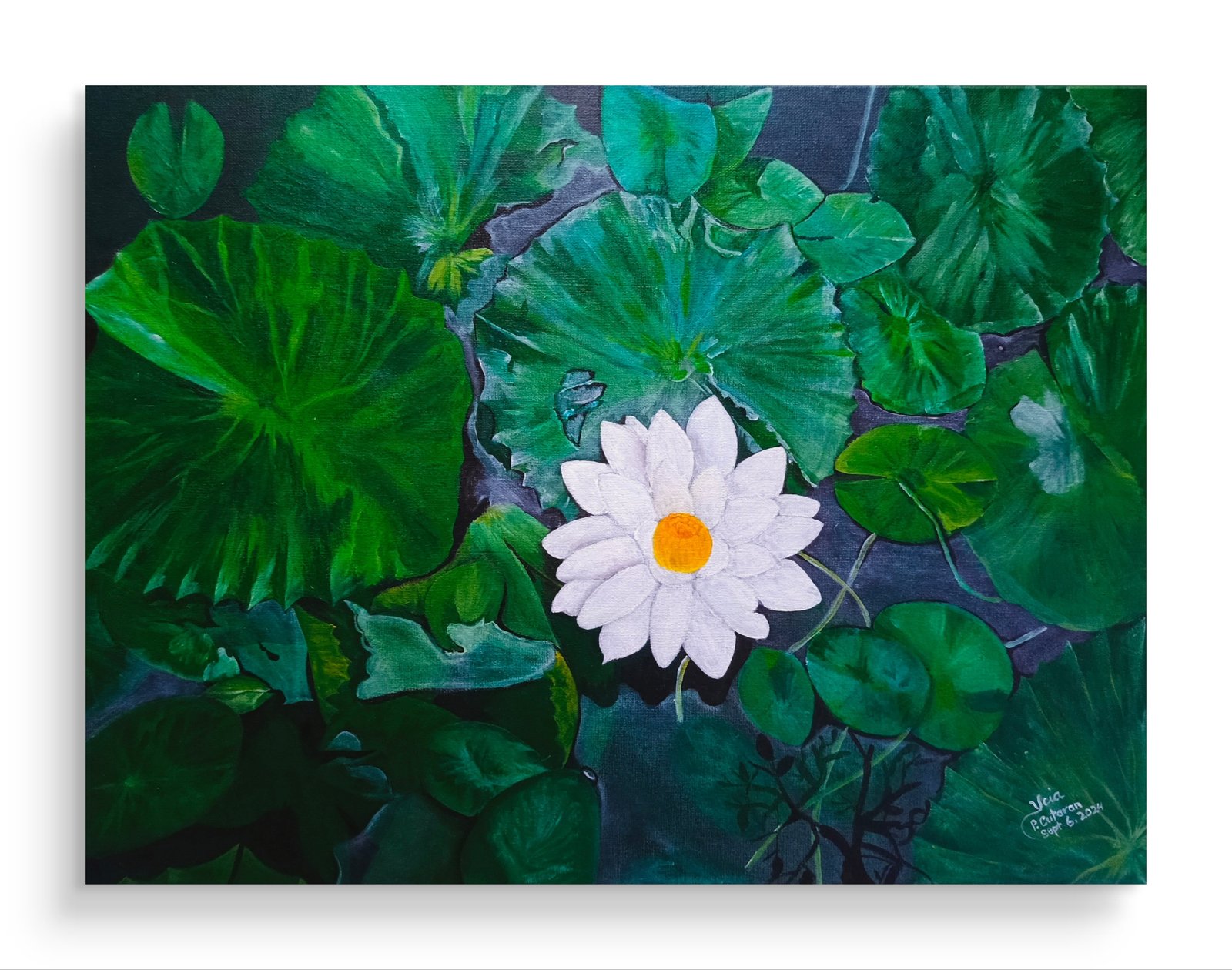 NYMPHAEA LOTUS